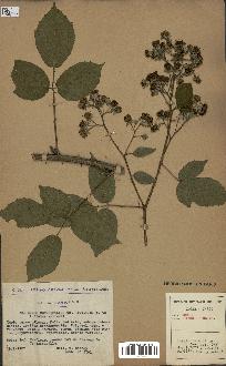 spécimen de Rubus rhombifolius