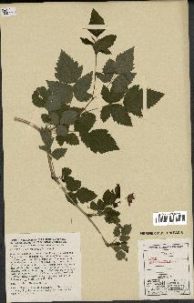 spécimen de Rubus spectabilis