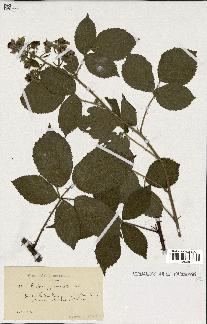 spécimen de Rubus pyramidalis