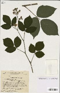 spécimen de Rubus foliosus