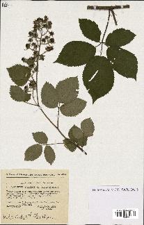 spécimen de Rubus pallidus