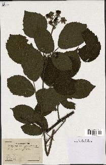 spécimen de Rubus piletostachys