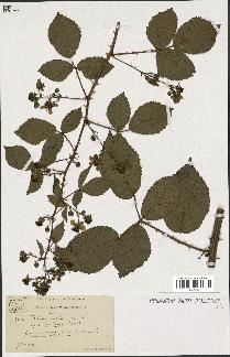 spécimen de Rubus nitidus