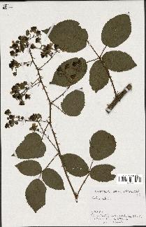 spécimen de Rubus nitidus