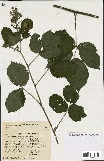 spécimen de Rubus insericatus