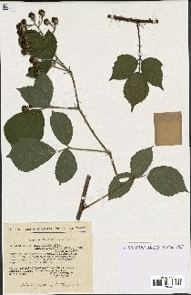 spécimen de Rubus insericatus