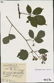 spécimen de Rubus insericatus