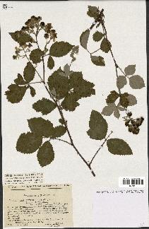 spécimen de Rubus godronii