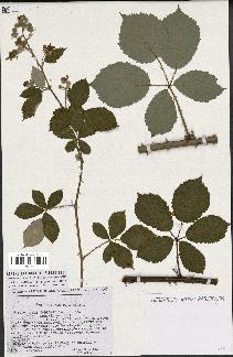 spécimen de Rubus godronii