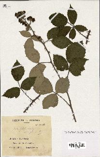 spécimen de Rubus gilloti