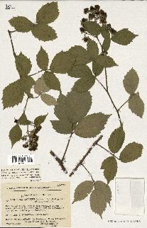 spécimen de Rubus adscitus