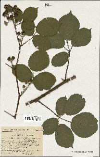 spécimen de Rubus melanoxylon