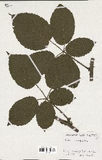 spécimen de Rubus macrophyllus