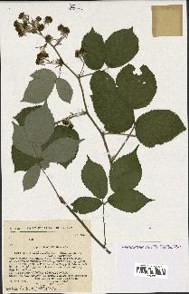 spécimen de Rubus apiculatus