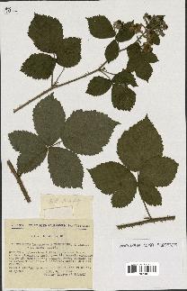 spécimen de Rubus tomentosus x caesius