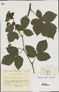 spécimen de Rubus tomentosus x caesius