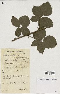 spécimen de Rubus ulmifolius x caesius