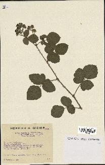 spécimen de Rubus ulmifolius x caesius