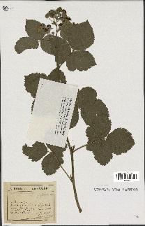 spécimen de Rubus ulmifolius x caesius