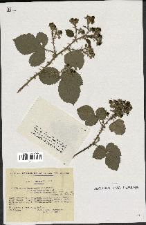 spécimen de Rubus ulmifolius x caesius