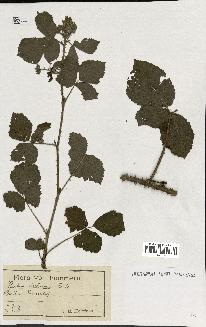 spécimen de Rubus pruinosus