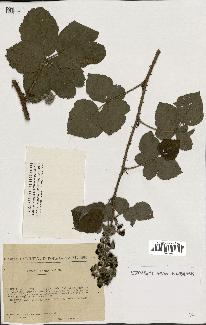 spécimen de Rubus pruinosus