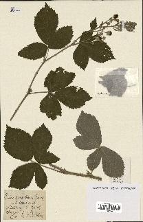 spécimen de Rubus tomentosus