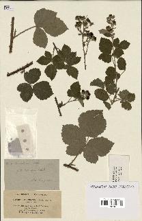 spécimen de Rubus tomentosus x caesius