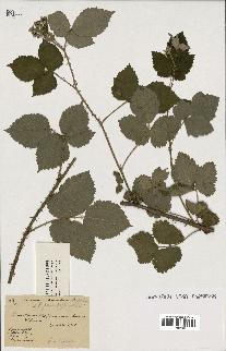 spécimen de Rubus tomentosus x caesius