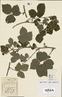 spécimen de Rubus tomentosus x caesius