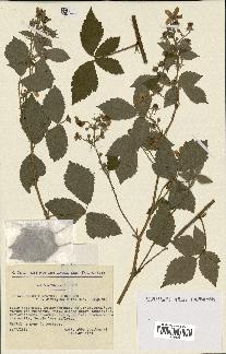 spécimen de Rubus tomentosus x caesius