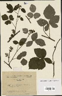 spécimen de Rubus leucophaeus