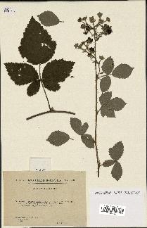 spécimen de Rubus deltoideus