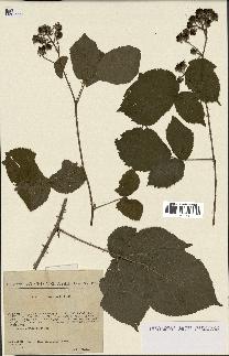 spécimen de Rubus imitabilis