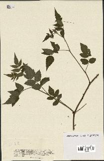 spécimen de Rubus sp.