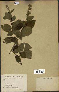 spécimen de Rubus sp.