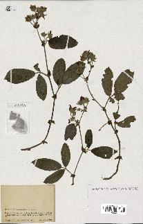 spécimen de Rubus sp.