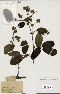 spécimen de Rubus sp.
