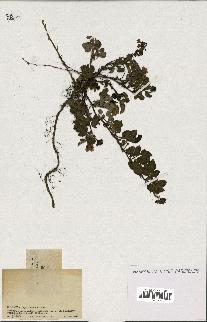 spécimen de Rubus sp.