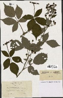 spécimen de Rubus thyrsoideus