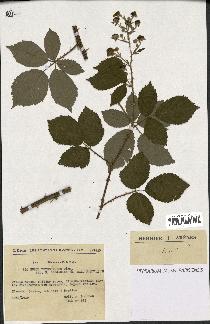 spécimen de Rubus thyrsoideus