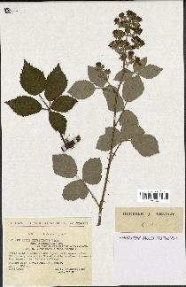 spécimen de Rubus thyrsoideus