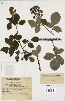 spécimen de Rubus thyrsoideus