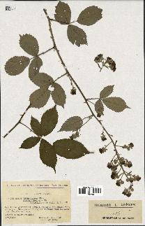 spécimen de Rubus thyrsoideus