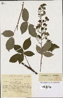 spécimen de Rubus thyrsoideus