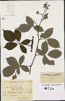 spécimen de Rubus thyrsoideus