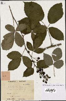 spécimen de Rubus thyrsoideus