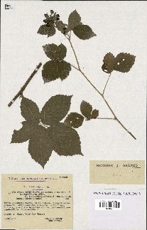 spécimen de Rubus thyrsoideus