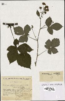spécimen de Rubus thyrsoideus