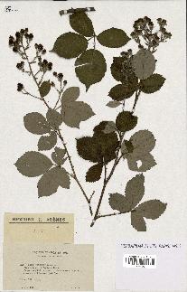 spécimen de Rubus thyrsoideus